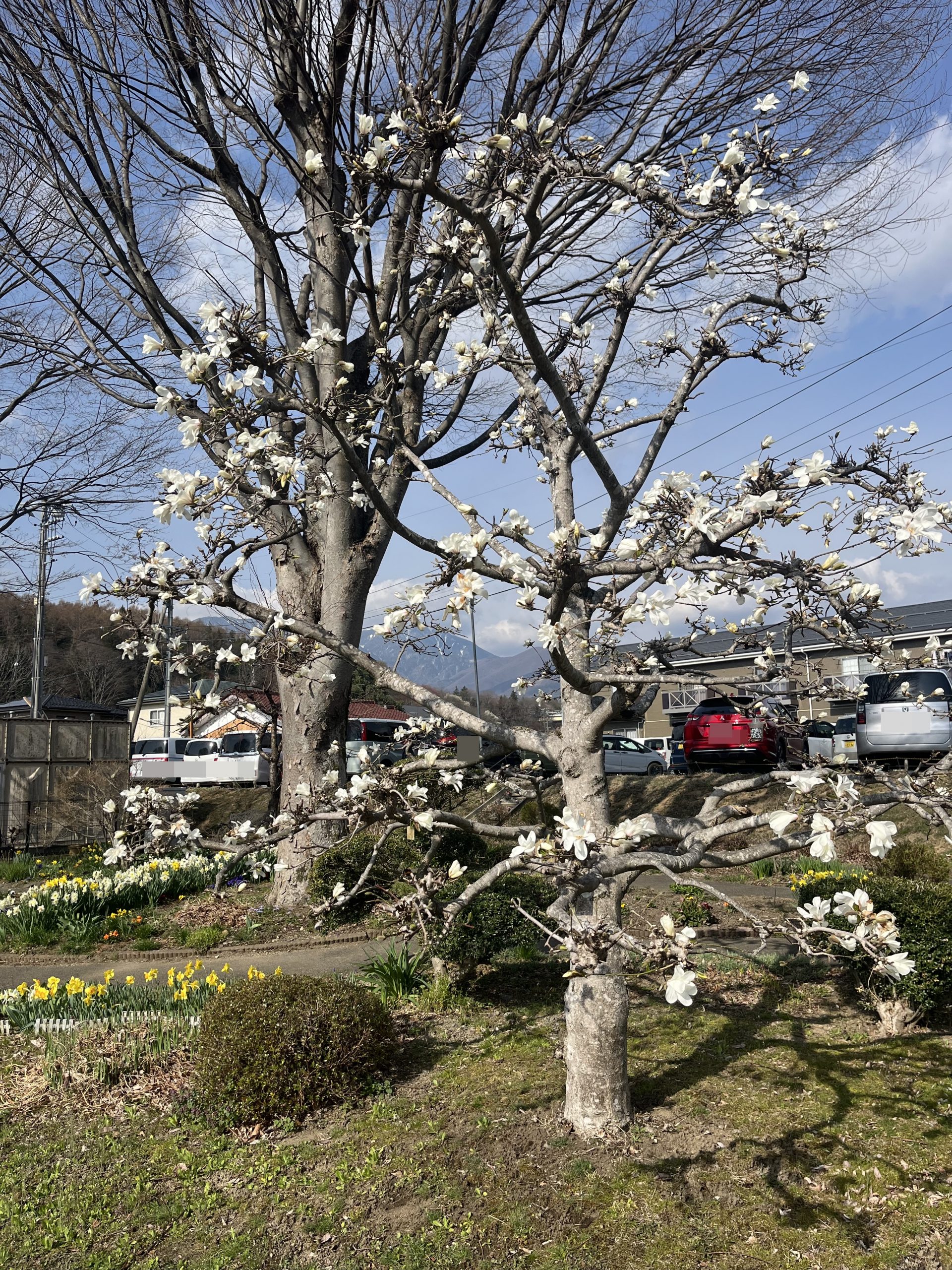 こぶしだより