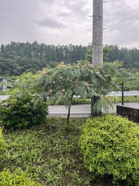 合歓の木が咲きました