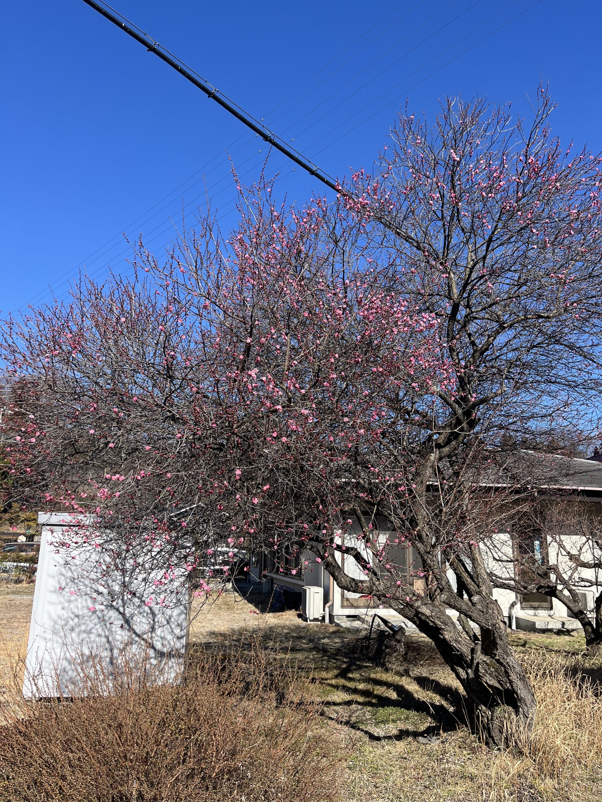 梅が咲きました