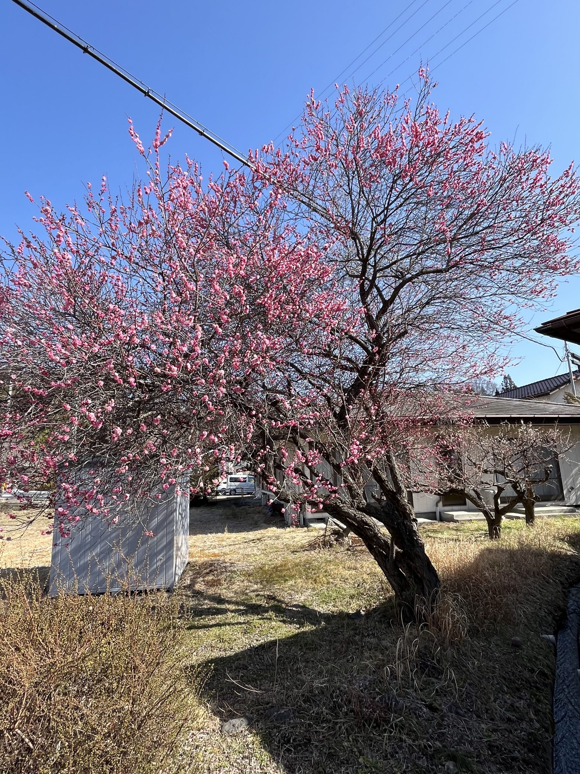 梅が満開です