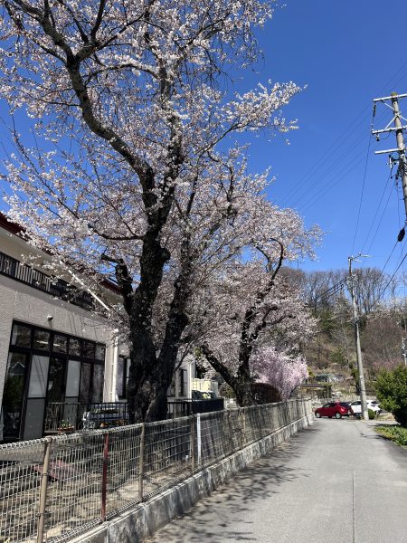 桜が見頃です！