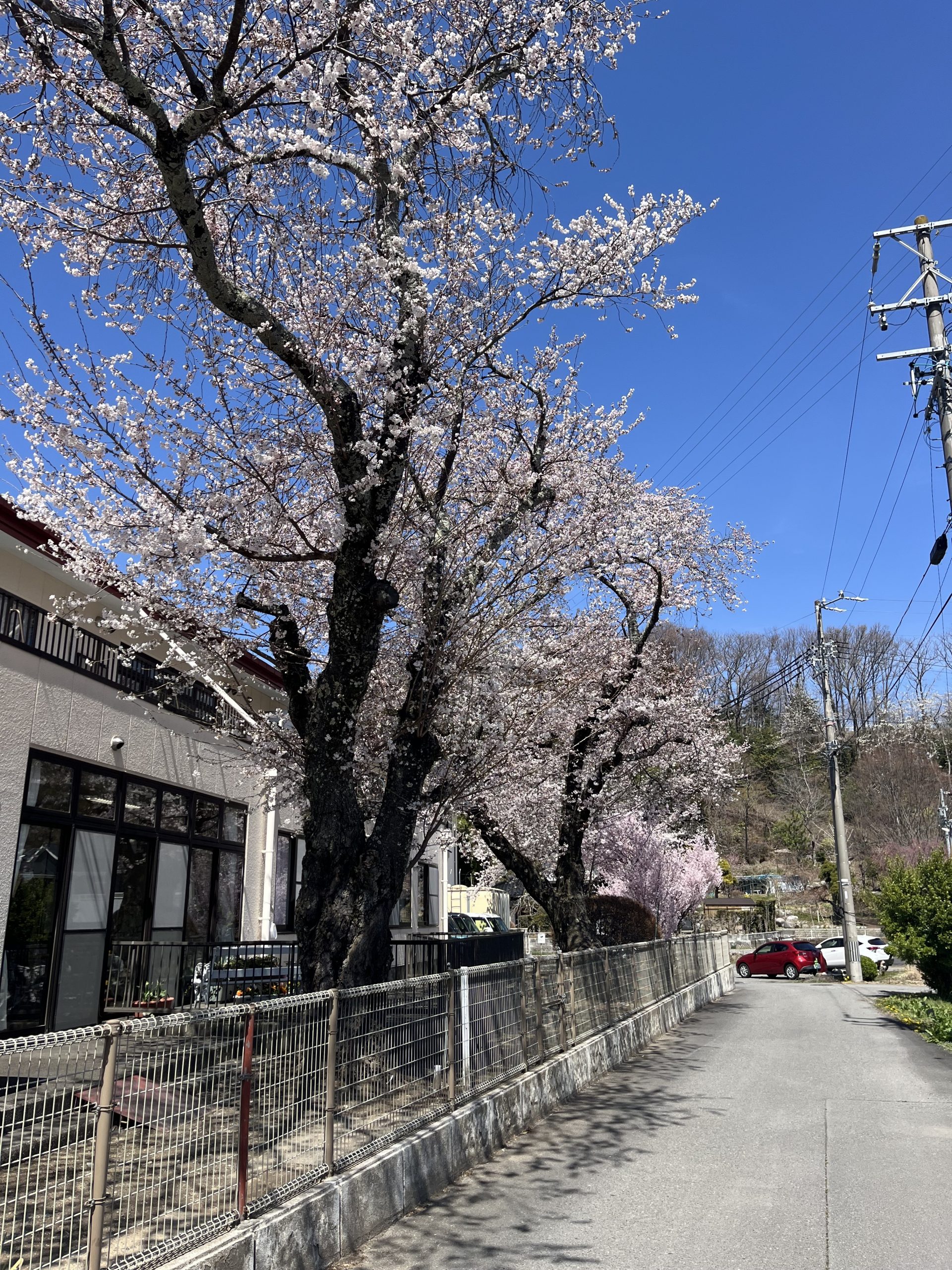 桜が見頃です！