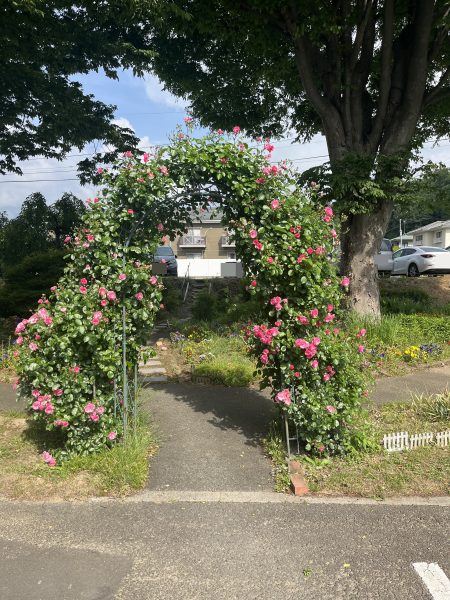 バラが咲きました！