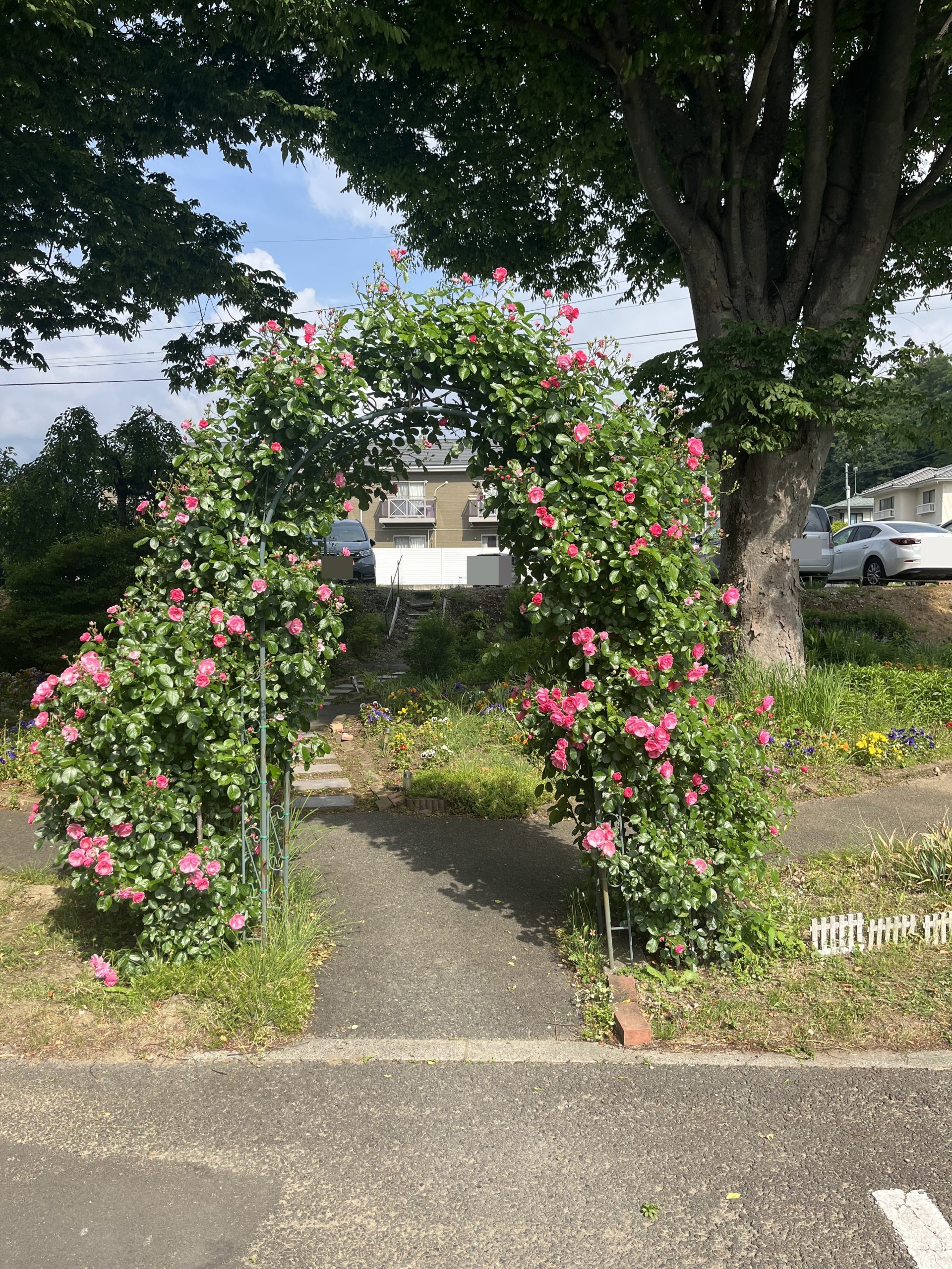 バラが咲きました！
