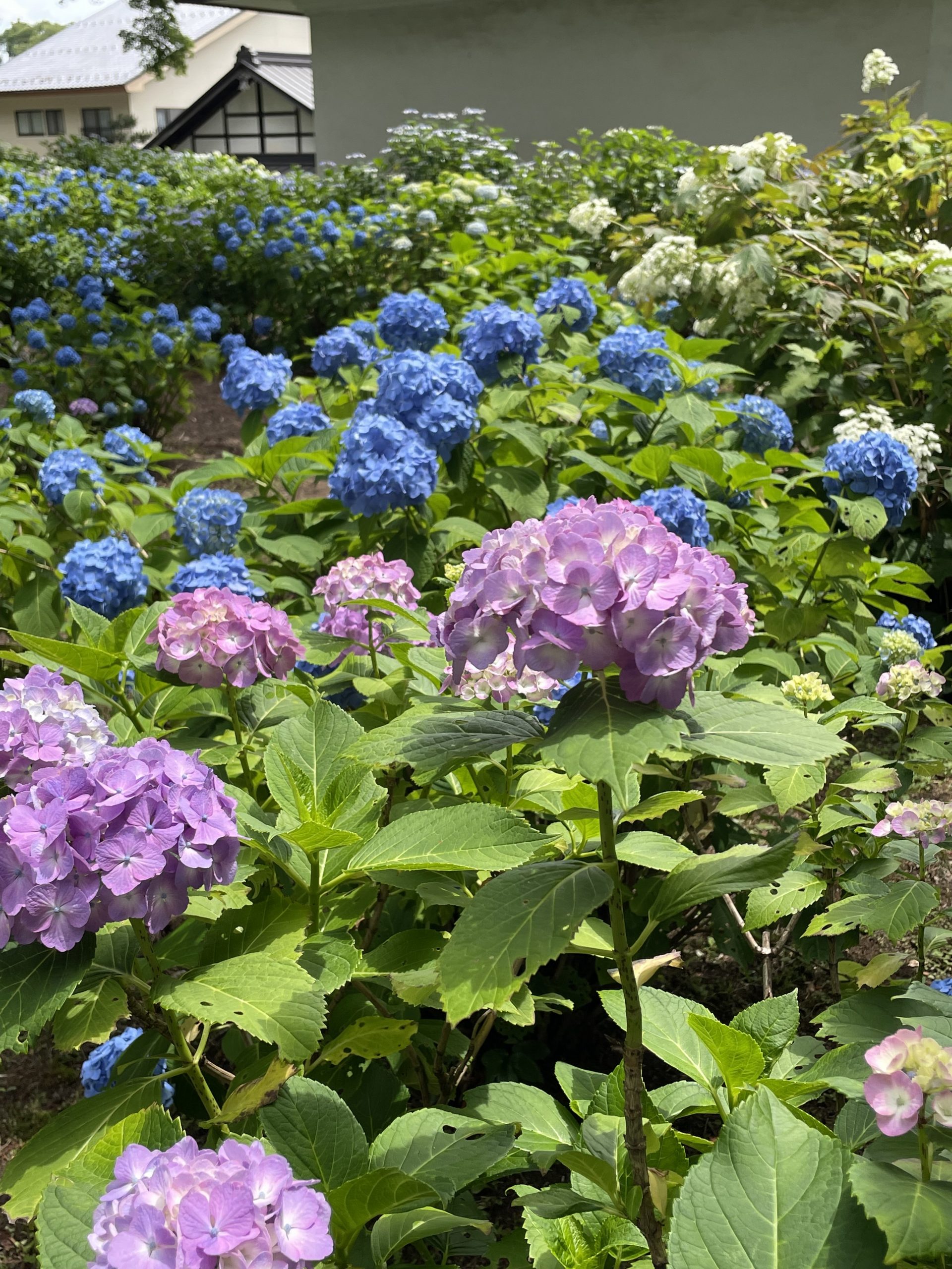 あじさい寺（深妙寺）行ってきました～