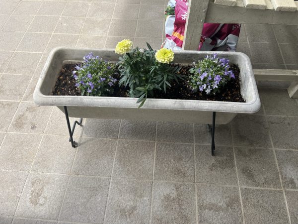花植え