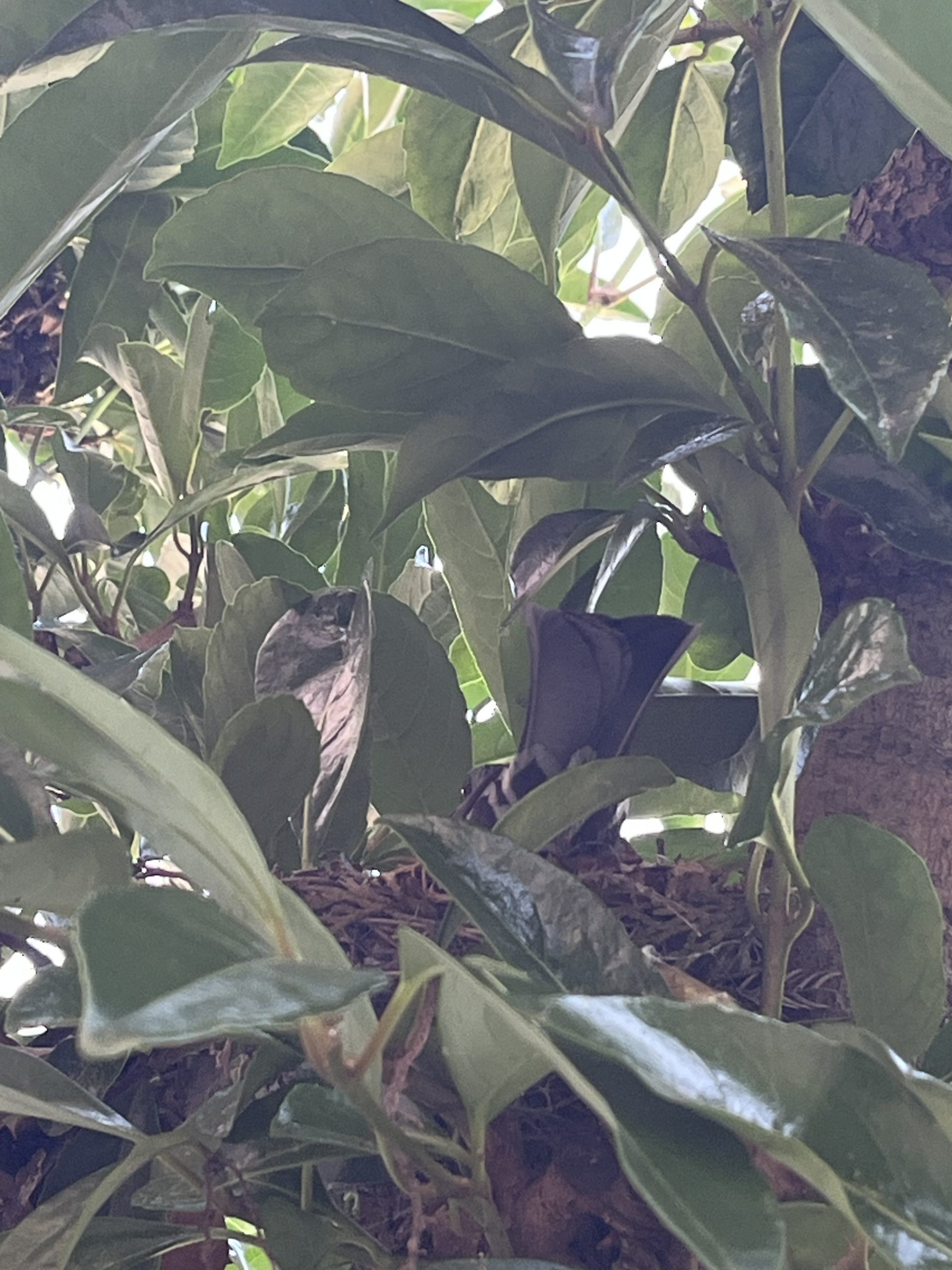 鳥の巣発見！！