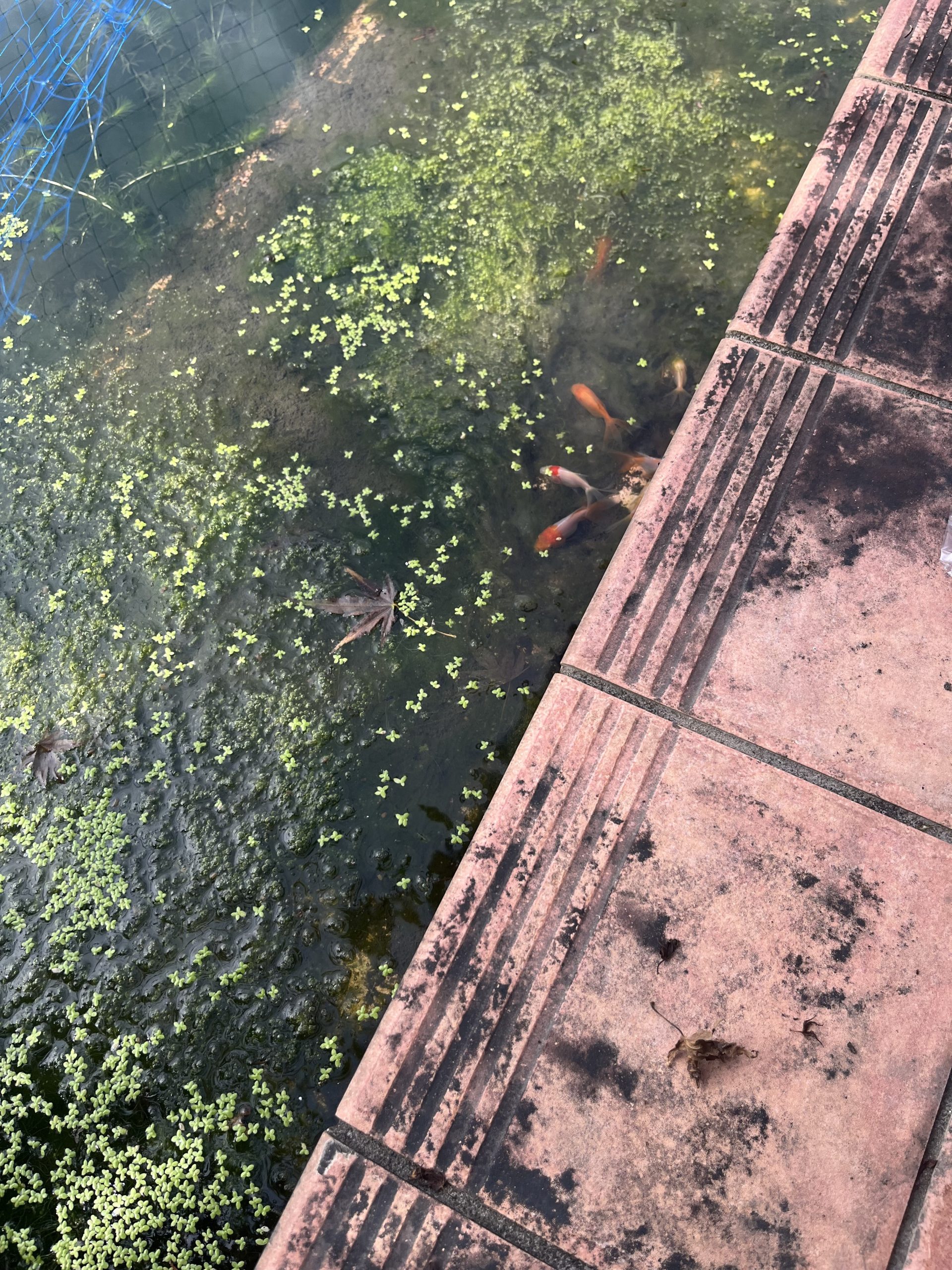 金魚放流